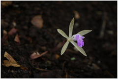 Nervilia prainiana
